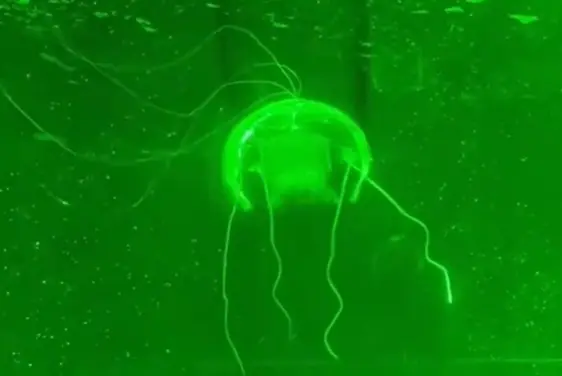 “水下幽灵”问世!西工大研制透明仿生水母机器人:功耗仅28.5毫瓦 “水下幽灵”问世!西工大研制透明仿生水母机器人:功耗仅28.5毫瓦